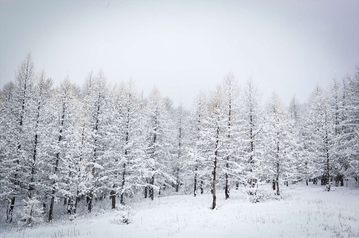 Арав хоногийн цаг агаарын урьдчилсан төлөв